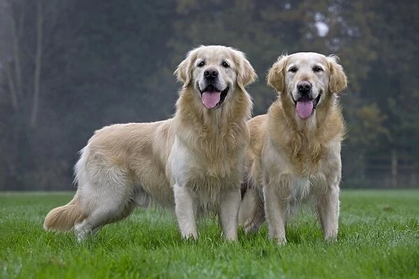 Dog - Golden Retriever - pair