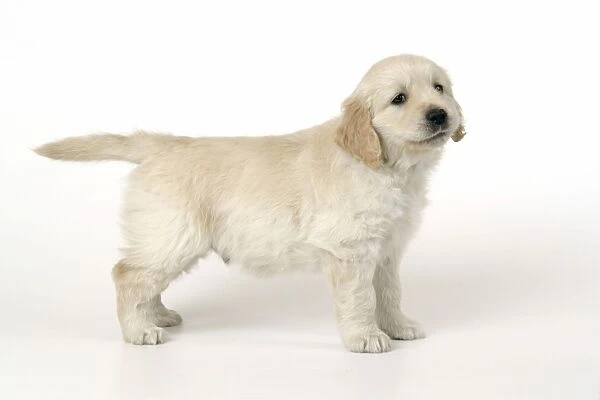 Dog. Golden Retriever puppy (6 weeks)