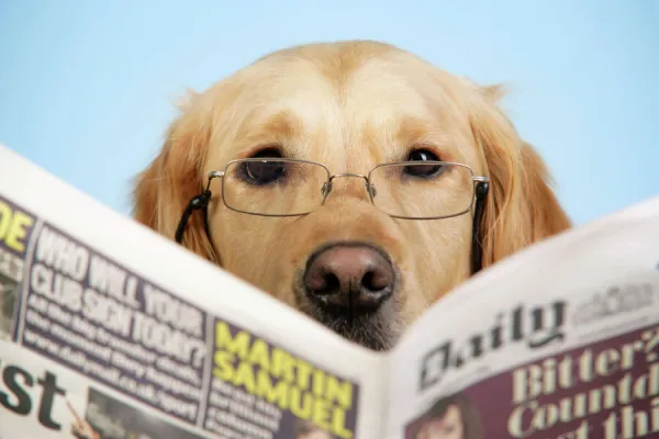 Dog top reading glasses