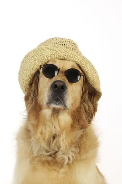 Dog. Golden Retriever wearing sunglasses and hat