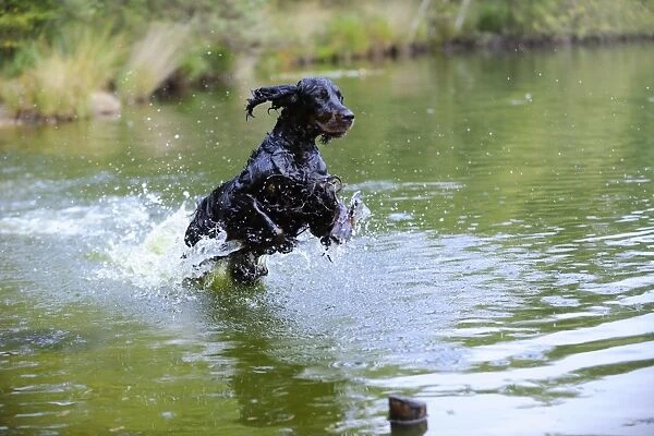 DOG. Gordon setter leaping through lake
