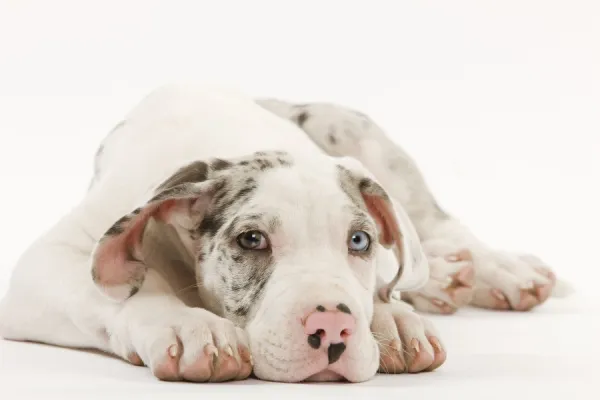 Dog - Great Dane - 10 week old puppy in studio. Also known as German Mastiff  /  Deutsche Dogge  /  Dogue Allemand (French)