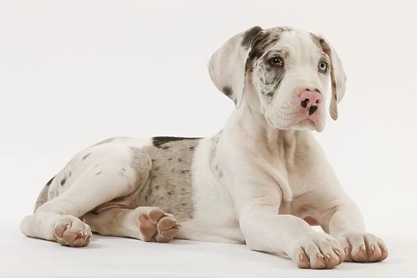 Dog - Great Dane - 10 week old puppy in studio. Also known as German Mastiff  /  Deutsche Dogge  /  Dogue Allemand (French)