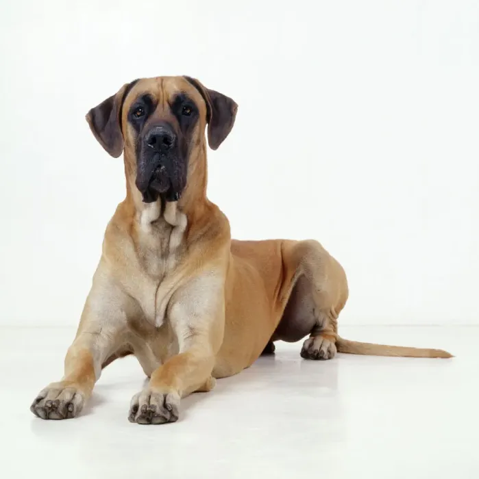 Framed Print : Great Dane Lying Down Print Framed Print : Great Dane Lying Down Print