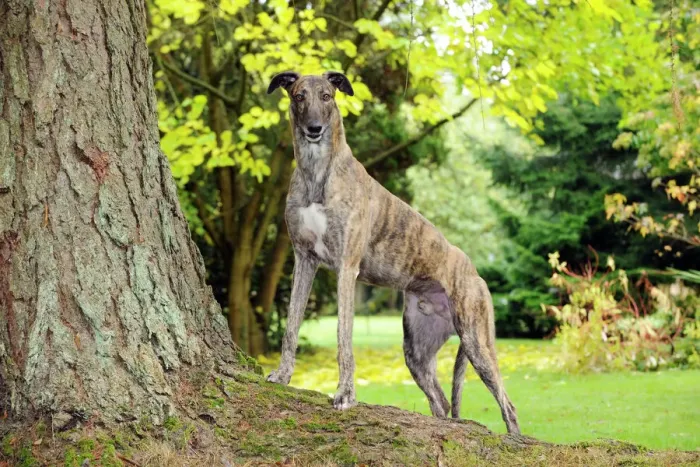 Framed Print : Greyhound Print on Tree Root