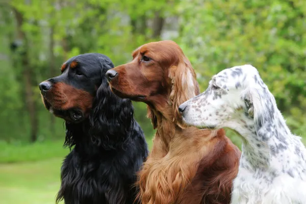 DOG. Irish setter sitting between gordon setter and english setter (head shot)