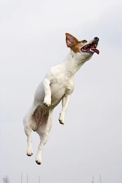 Dog - Jack Russell - jumping for stick - Bedfordshire - UK 006900