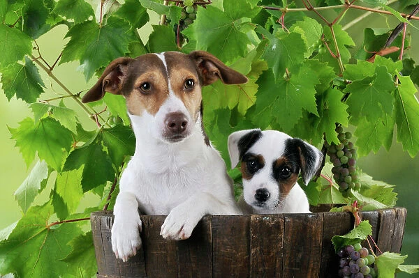 DOG. Jack russell terrier and parson jack russell terrier puppy in a barrel with grapes