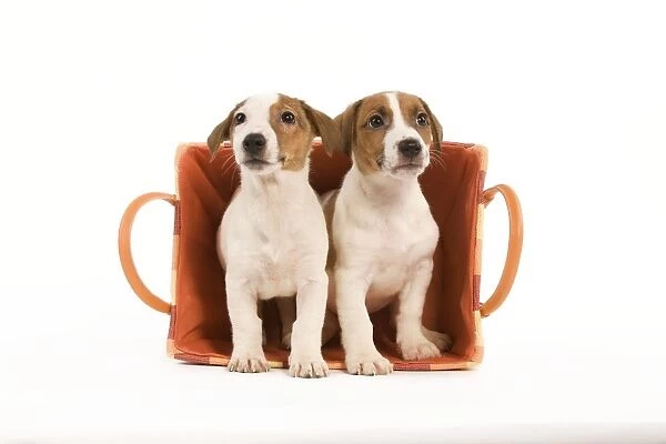Dog - two Jack Russell Terrier puppies in basket