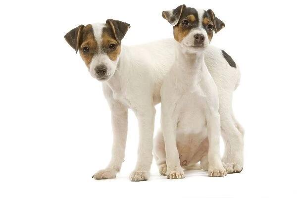 Dog - Jack Russell Terrier - two puppies in studio