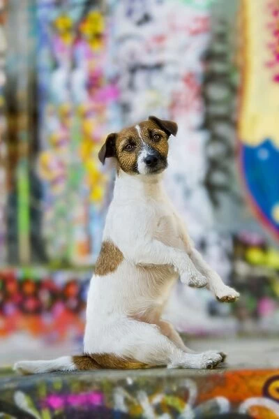 Dog - Jack Russell Terrier sitting on hind legs