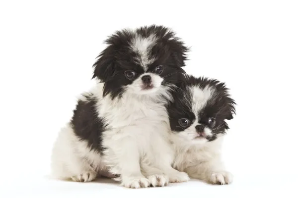 Dog - Japanese Chin  /  Spaniel - puppies in studio