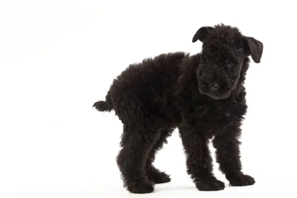 Dog - Kerry Blue Terrier - in studio