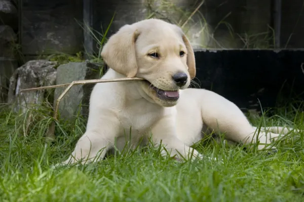 Dog - Labrador puppy - playing with stick in garden