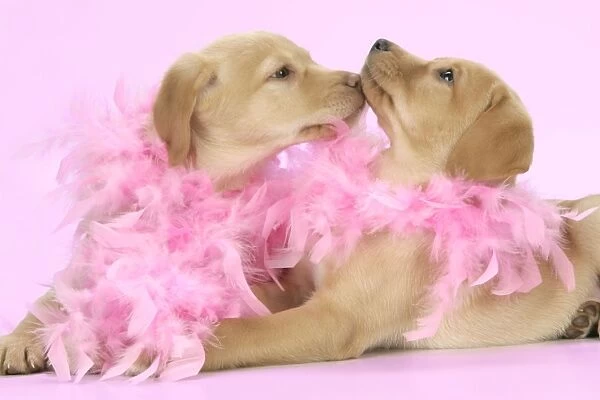 DOG. Labrador Retriever puppies (9 wks old) kissing with pink feather boa