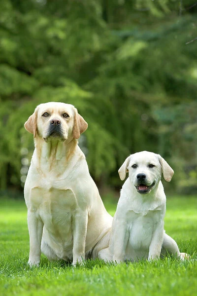 Dog - two labradors