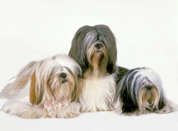 Framed Print : Lhasa Apso Print LA-2060 Framed Print : Lhasa Apso Print LA-2060
