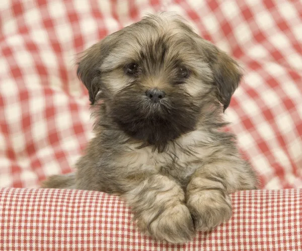 Dog - Lhasa Apso - puppy