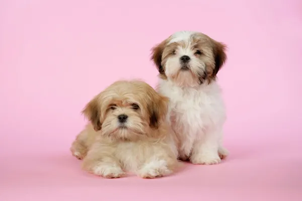 DOG - Lhasa Apso & Shih Tzu (on right) puppies