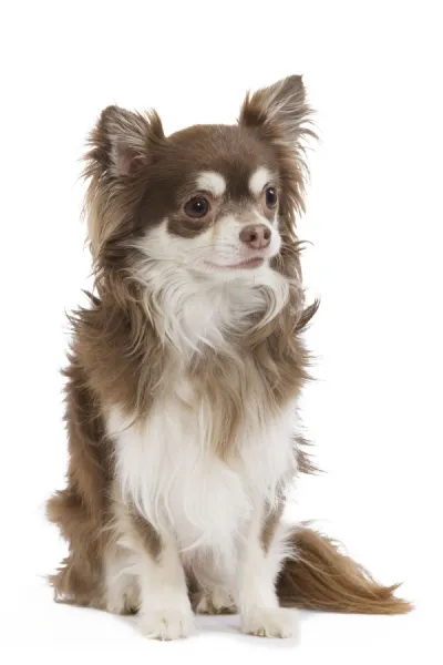 Dog - Long-haired Chihuahua in studio