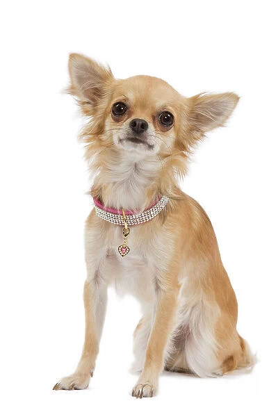 Dog - Long-haired Chihuahua wearing diamante collar