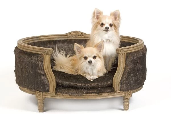 Dog - two Long-haired Chihuahuas sitting on dog chair  /  bed - in studio