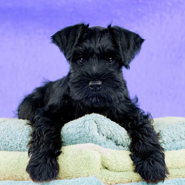 Dog - Miniature Schnauzer - 10 week old puppy - lying down on a pile of towels Digital Manipulation: Background & towel colour peach to purple