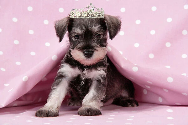 Dog. Miniature Schnauzer puppy (6 weeks old) on pink background wearing tiara Digital Manipulation: added tiara, changed background colour from peach to pink