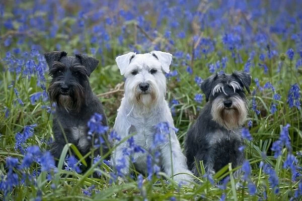 DOG - Miniature Schnauzers - in bluebells