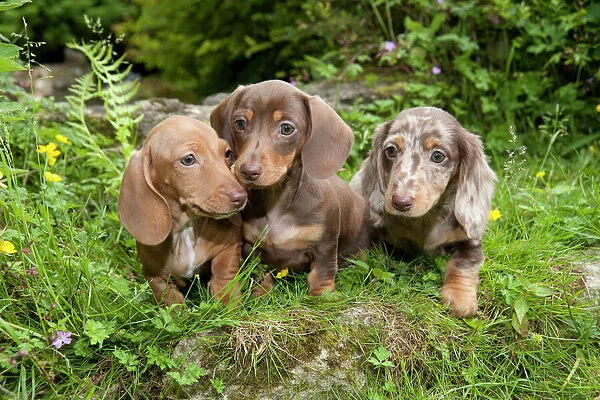 DOG - Miniature short haired dachshund puppies sitting in the garden (7 weeks)