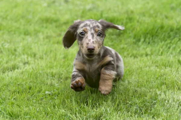 Dapple short haired mini dachshund cheap