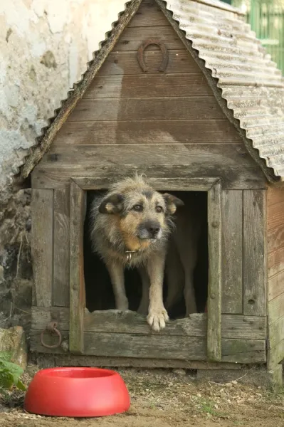 Dog - Mongrel in dog house  /  kennel