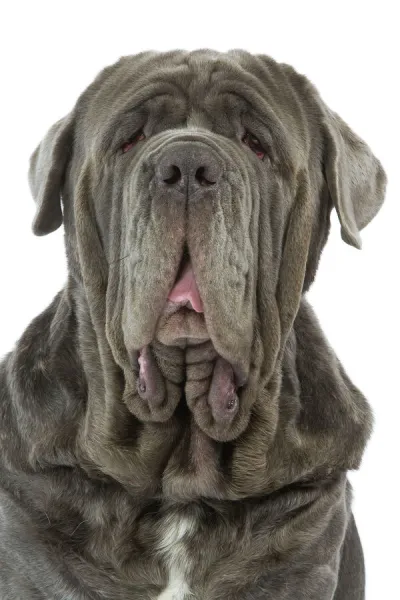 Dog - Neapolitan Mastiff  /  Mastino Napoletano  /  Matin de Naples - in studio