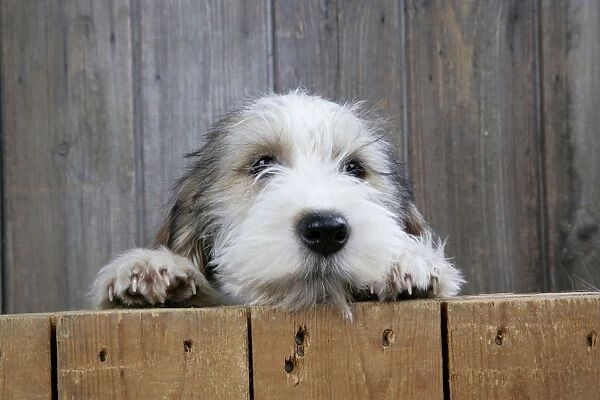 Dog - Petit Basset Griffon Vendeen puppy - 4 months old looking over fence