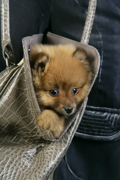Pomeranian in purse 2025
