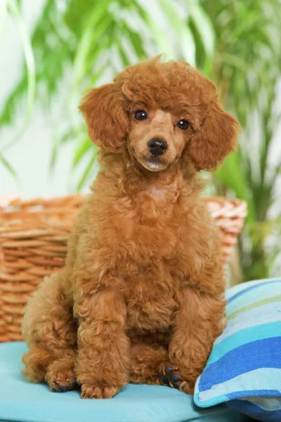 Dog - Poodle - apricot colour