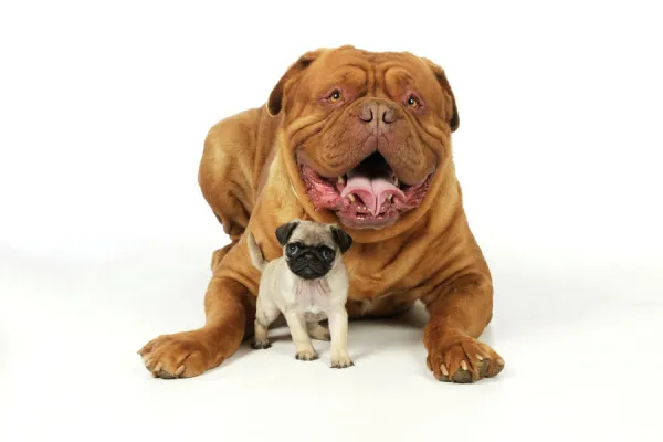 DOG. Pug puppy (5wks old ) with Dogue De Bordeaux. Captionable