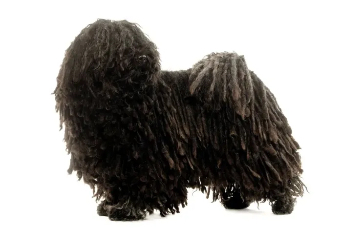 Framed Print : Puli Dog Print Framed Print : Puli Dog Print