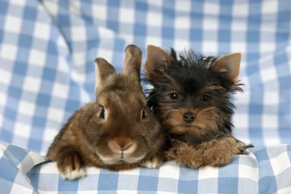 Canvas Print of DOG & RABBIT Yorkshire terrier puppy sitting next to