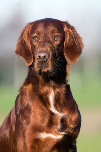 Dog - Red Setter  /  Irish Setter