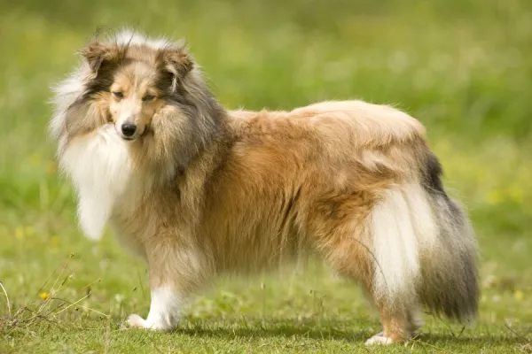 Dog - Shetland sheepdog