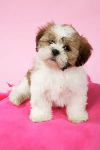 DOG - Shih Tzu, 10 week old puppy on a pink cushion