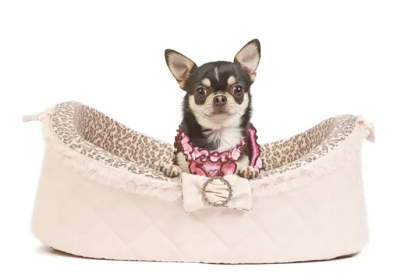 Dog - short-haired chihuahua in studio in dog bed wearing pink top