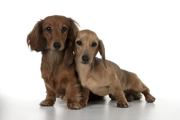 DOG Short haired dachshund leaning against long haired #10464412
