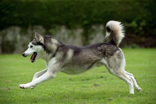 DOG - Siberian Husky - running through garden