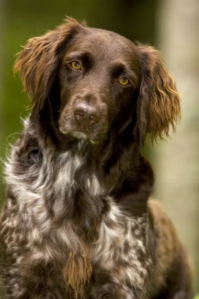 Dog - Small Munsterlander (Kleiner Munsterlander) Breed - Portrait -Wisconsin - USA - Breed originated in Munster Germany - Hunting dog - Pointer-retriever - Highly intelligent and sociable