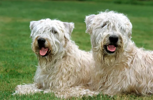 Dog - Soft Coated Wheaten Terrier - Pair lying down in garden