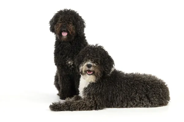 DOG. Spanish Water Dogs