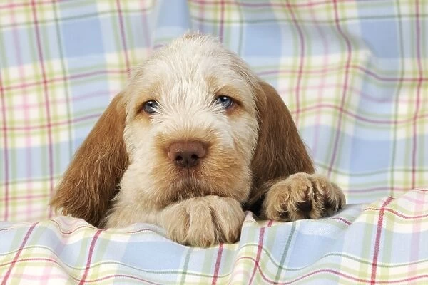 Dog. Spinone puppy (8 weeks old)