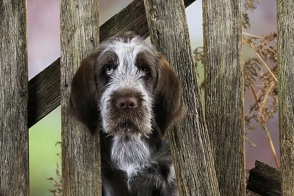 DOG. Spinone puppy looking through fence